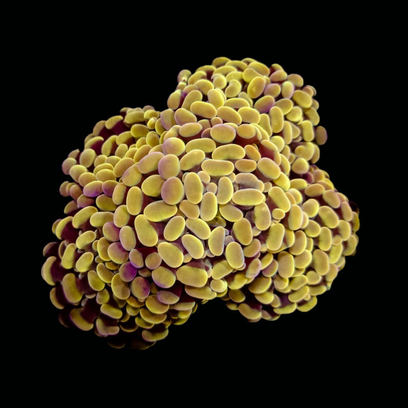 Gold Branching Hammer (Euphyllia paraancora) - WYSIWYG