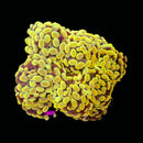 Gold Branching Hammer (Euphyllia paraancora) - WYSIWYG