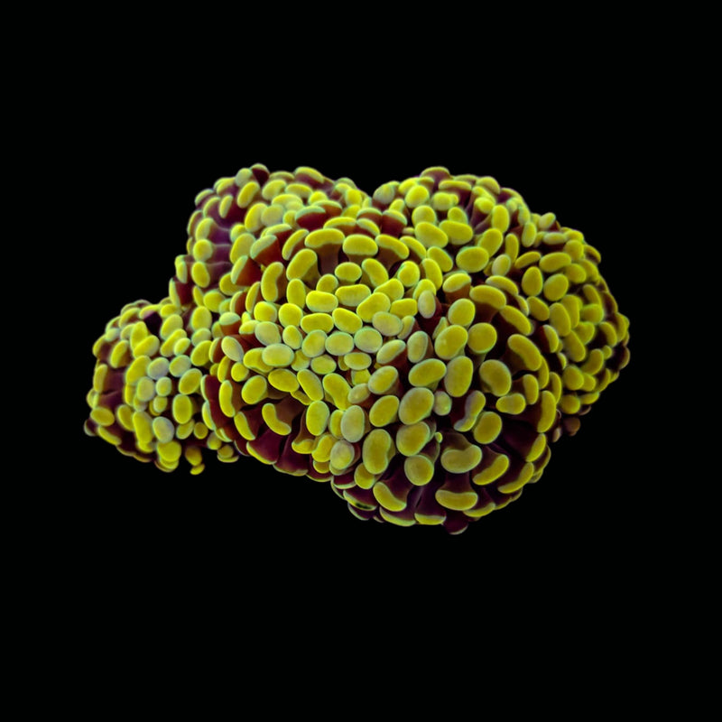 Gold Branching Hammer (Euphyllia paraancora) - WYSIWYG