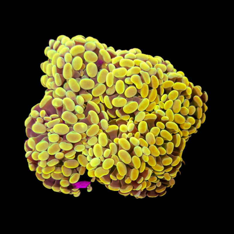 Gold Branching Hammer (Euphyllia paraancora) - WYSIWYG