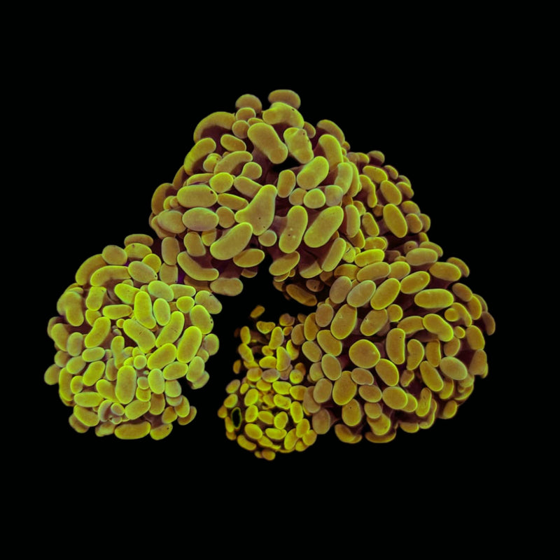 Gold Branching Hammer (Euphyllia paraancora) - WYSIWYG