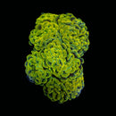 Gold Branching Hammer (Euphyllia paraancora) - WYSIWYG