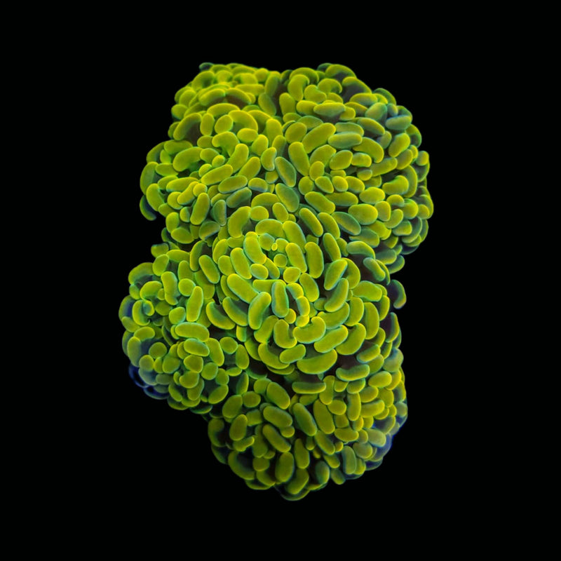 Gold Branching Hammer (Euphyllia paraancora) - WYSIWYG