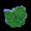 Green Montipora Capricornis
