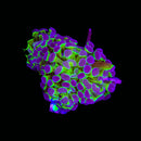 Hologram Branching Hammer (Euphyllia paraancora) - WYSIWYG
