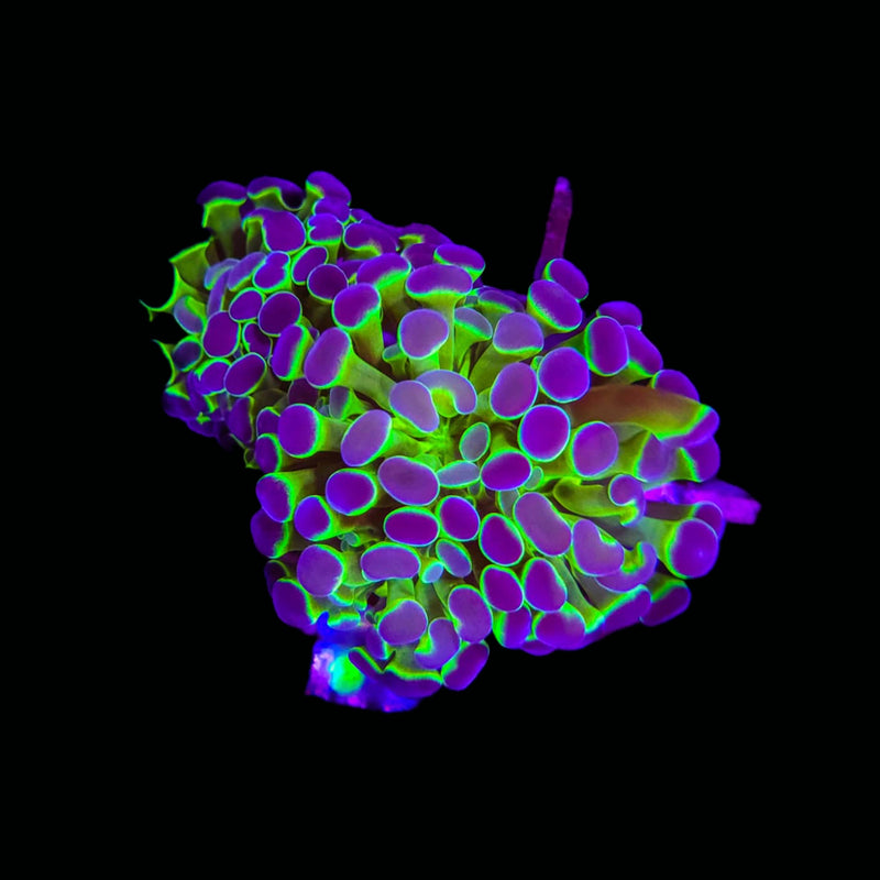Hologram Branching Hammer (Euphyllia paraancora) - WYSIWYG