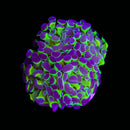 Hologram Branching Hammer (Euphyllia paraancora) - WYSIWYG