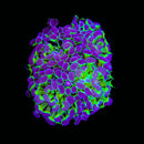 Hologram Branching Hammer (Euphyllia paraancora) - WYSIWYG