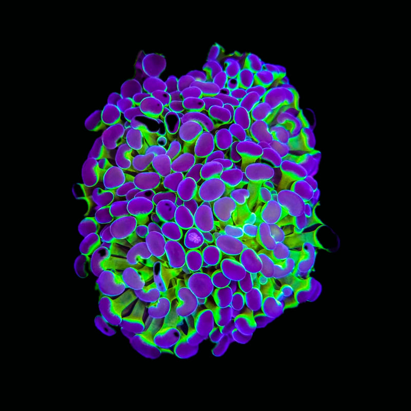 Hologram Branching Hammer (Euphyllia paraancora) - WYSIWYG