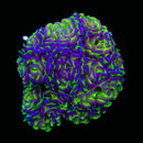 Hologram Branching Hammer (Euphyllia paraancora) - WYSIWYG