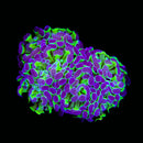 Hologram Branching Hammer (Euphyllia paraancora) - WYSIWYG