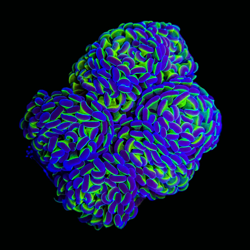 Hologram Branching Hammer (Euphyllia paraancora) - WYSIWYG