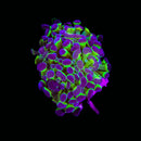 Hologram Branching Hammer (Euphyllia paraancora) - WYSIWYG