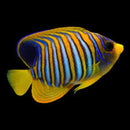 Regal Angelfish - Juvenile (Pygoplites diacanthus)