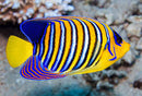 Red Sea Regal Angelfish (Pygoplites diacanthus)