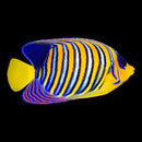 Regal Angelfish - Adult (Pygoplites diacanthus)