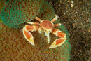Anemone Porcelain Crab – Neopetrolisthes maculatus