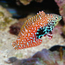 Blue Star Leopard Wrasse (Macropharyngodon bipartitus)