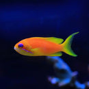 Lyretail Anthias (Pseudoanthias squamipinnas)