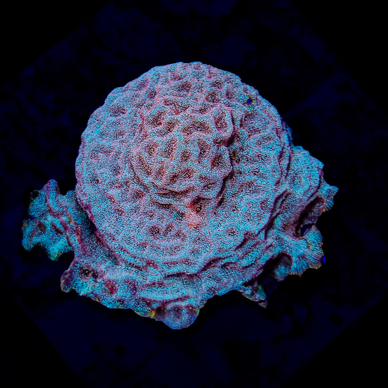 RF Mr. Freeze Leptoseris