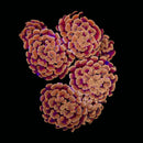 Peach Branching Hammer (Euphyllia paraancora) - WYSIWYG