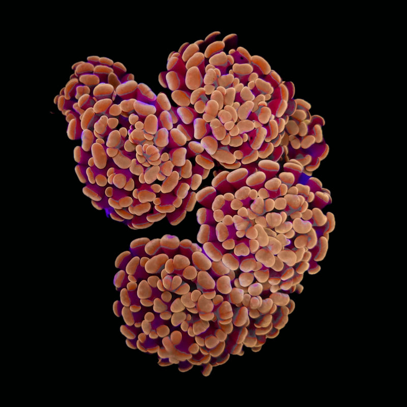 Peach Branching Hammer (Euphyllia paraancora) - WYSIWYG