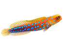 Blue Spot Jawfish (Opistognathus rosenblatti)