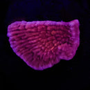 RF Red Montipora Palawansis