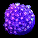 RF Goniopora - WYSIWYG K9