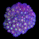 RF Goniopora - WYSIWYG H6