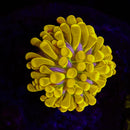 Malaysian Banana Tiger Torch