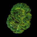 Trachyphillia (WYSIWYG)