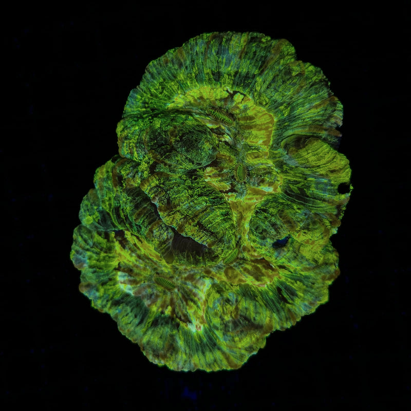 Trachyphillia
