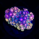 RF Goniopora - WYSIWYG X4