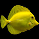Biota Tank-Bred Yellow Tang - Zebrasoma flavescens