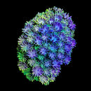 RF Goniopora - WYSIWYG X7