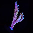 WWC Inner Planet Acropora