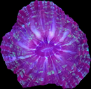 RF Indophyllia