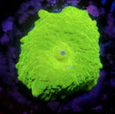 Lemon Lime Jawbreaker