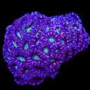 RF Etereal Cosmos Deepwater Acan Lord - 3 Heads