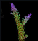 RF Paletta Pink Tip Acropora