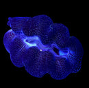 Tridacna Crocea (WYSIWYG)