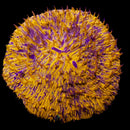RF Second Sun Fungia - (WYSIWYG)