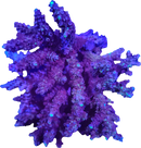 RF Royal Frost Acropora