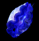 Tridacna Crocea (WYSIWYG)