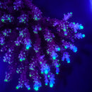 JF Night Stalker Acropora