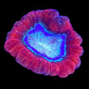 Trachyphyllia geoffroyi (WYSIWYG)