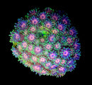 RF Goniopora - WYSIWYG S7