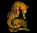 Orange Seahorse (Hippocampus kuda)
