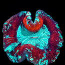 Trachyphillia geoffroyi (WYSIWYG)